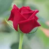 millan_238