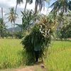 simi.mbora