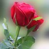 amibangladesh_52