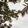 badermaged1