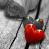 rasha.tanya54