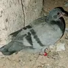 kahwjiwb