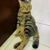 nganguyen53663