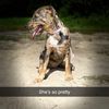 daisythecatahoula1