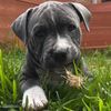 pumba_staffy