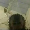 guimacacomanco