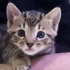 sky_shrimp3