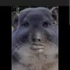 kochamanime84