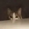 tooburnttoast