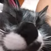 muginhoapocalipitico