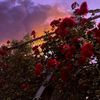 rosalin_jacob2