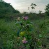 abishurufm