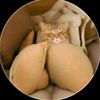 auliya234_2
