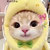 meow_m50