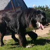 bombajbigdog