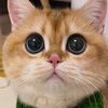 Cute Cat