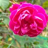 ma.sao.bng00