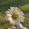 ailzainalabdin