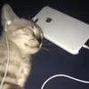 vexx0r