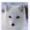 fox053031