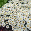 daisies3150