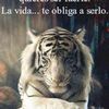 luisarmandotorres82