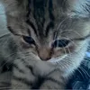 sazzywazzy