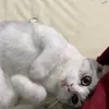 rightscaer
