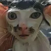 lttuyetmai9