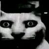 hihibonparky