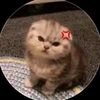 shin.lae.yee