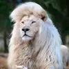 sherperdsvoice