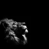 b.tiger_01