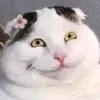 hoakandy