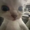 meekhykhy