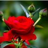 ishu5337