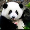 panda.livia