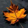 🍁اداس لڑکا🍂