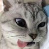 kentangterbang_1