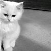 iluvcatt__