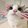 indrya_4