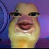 cxllme.phan2