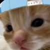 ipipipupipipipip