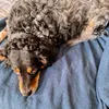 juliadupond37