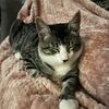catmaster_7