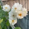 nguyenlan0209
