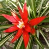 nabire_flower_nursery