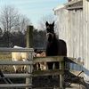 farmer123feedmyanimals
