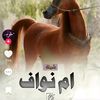 omnawafelso3ody