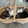 cutekittyclowder